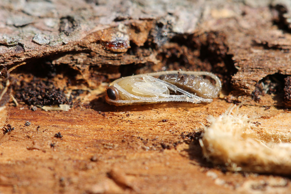 Tree Borers – Types, Signs of Infestation, and Remedies