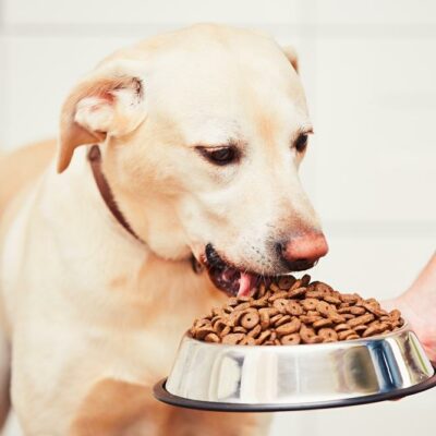 Top 10 best puppy food brands