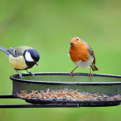 5 bird feeders you can choose from