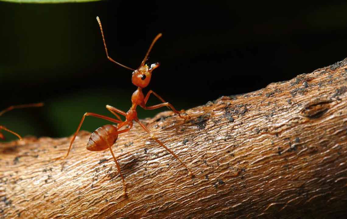 What Are the Treatments for Fire Ant Sting?